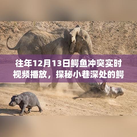 探秘鳄鱼美食秘境，揭秘12月13日鳄鱼冲突实时盛宴直播！