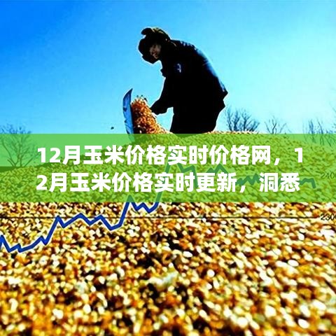 12月玉米价格实时更新与市场动态洞察