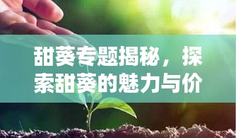 甜葵专题揭秘，探索甜葵的魅力与价值