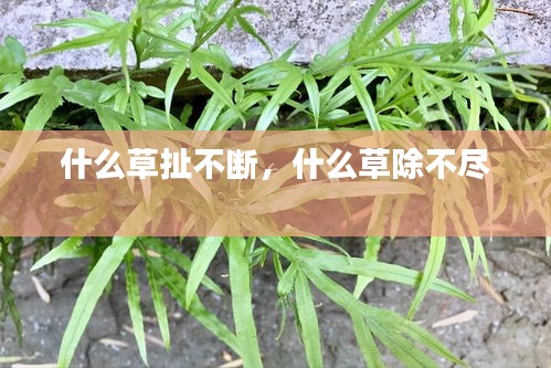 什么草扯不断，什么草除不尽 