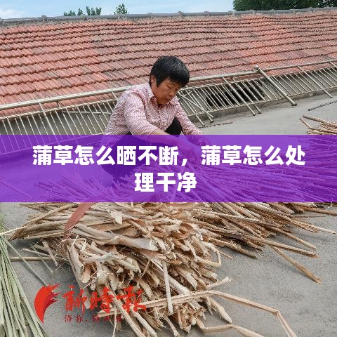 蒲草怎么晒不断，蒲草怎么处理干净 