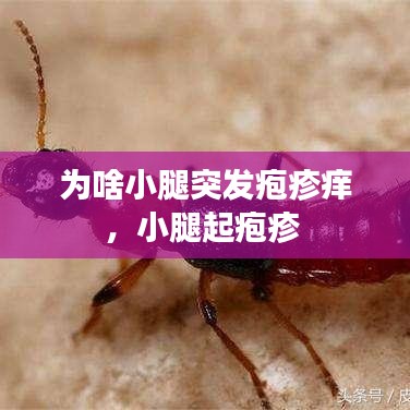 为啥小腿突发疱疹痒，小腿起疱疹 