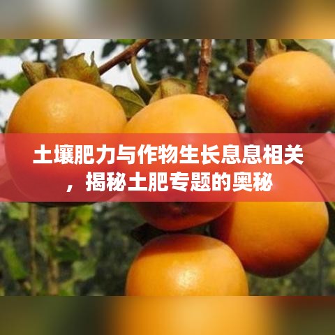 土壤肥力与作物生长息息相关，揭秘土肥专题的奥秘