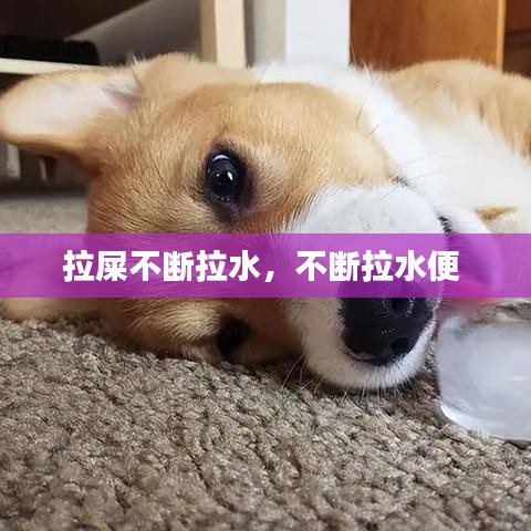 拉屎不断拉水，不断拉水便 