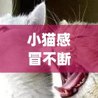 小猫感冒不断，猫咪感冒断断续续不好 