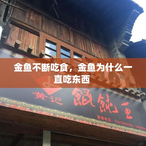 金鱼不断吃食，金鱼为什么一直吃东西 