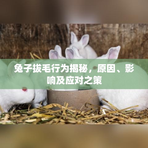 兔子拔毛行为揭秘，原因、影响及应对之策