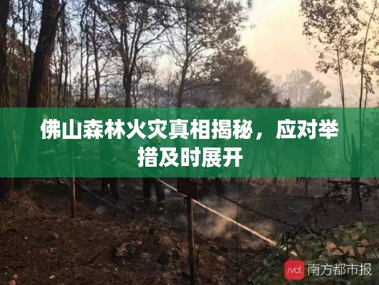 佛山森林火灾真相揭秘，应对举措及时展开