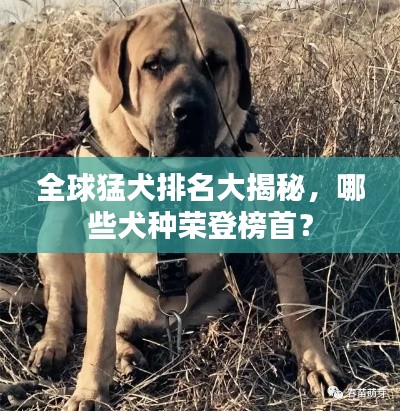 全球猛犬排名大揭秘，哪些犬种荣登榜首？