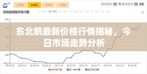 东北鹅最新价格行情揭秘，今日市场走势分析
