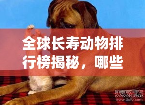 全球长寿动物排行榜揭秘，哪些动物寿命惊人之长？