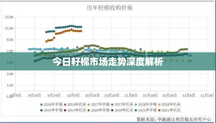 今日籽棉市场走势深度解析