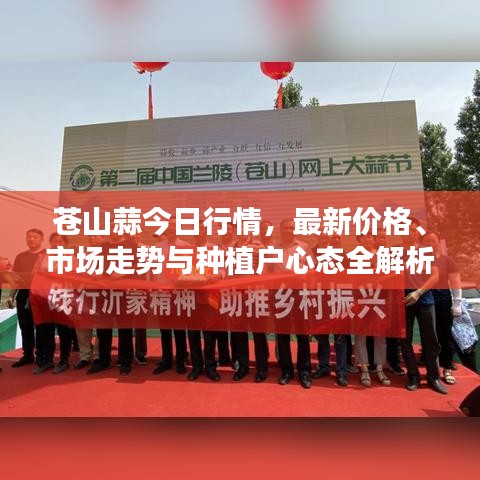苍山蒜今日行情，最新价格、市场走势与种植户心态全解析