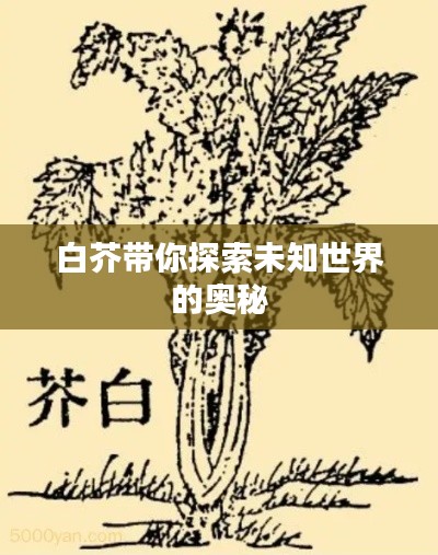 白芥带你探索未知世界的奥秘