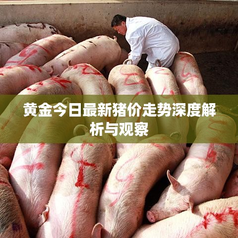黄金今日最新猪价走势深度解析与观察