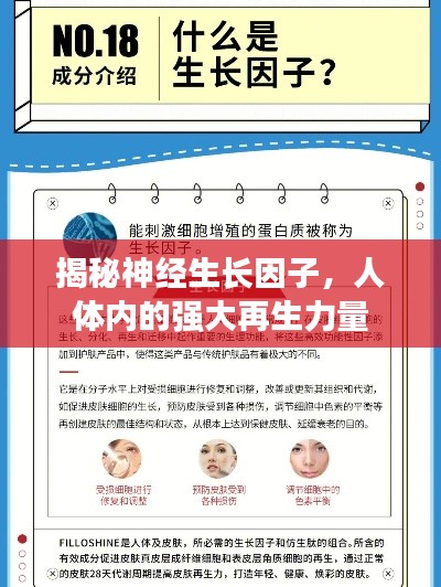 揭秘神经生长因子，人体内的强大再生力量