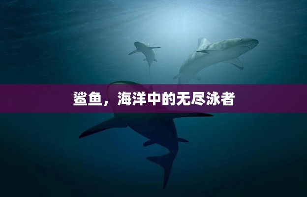 鲨鱼，海洋中的无尽泳者