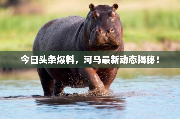 今日头条爆料，河马最新动态揭秘！