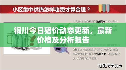 铜川今日猪价动态更新，最新价格及分析报告