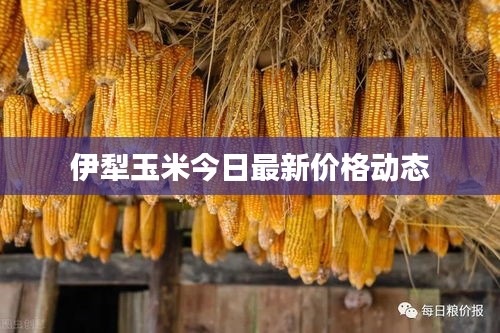 伊犁玉米今日最新价格动态