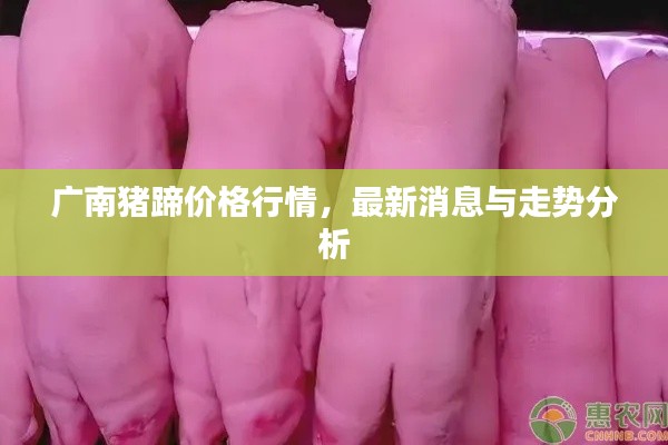 广南猪蹄价格行情，最新消息与走势分析