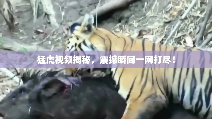 猛虎视频揭秘，震撼瞬间一网打尽！
