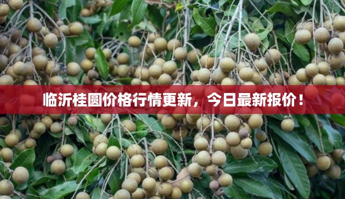 临沂桂圆价格行情更新，今日最新报价！
