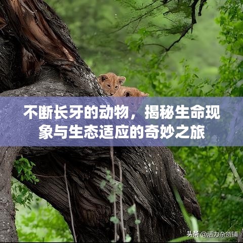 不断长牙的动物，揭秘生命现象与生态适应的奇妙之旅