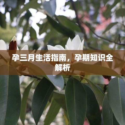孕三月生活指南，孕期知识全解析