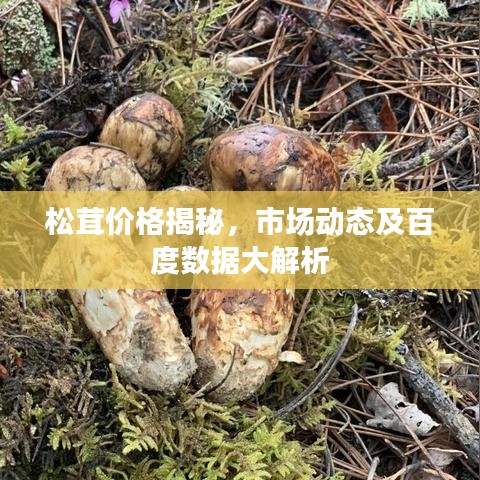 松茸价格揭秘，市场动态及百度数据大解析
