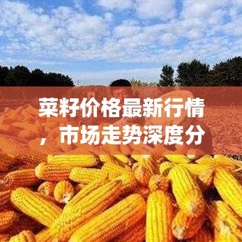 菜籽价格最新行情，市场走势深度分析与预测报告