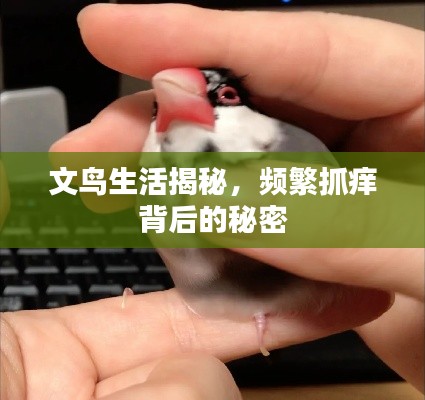 文鸟生活揭秘，频繁抓痒背后的秘密