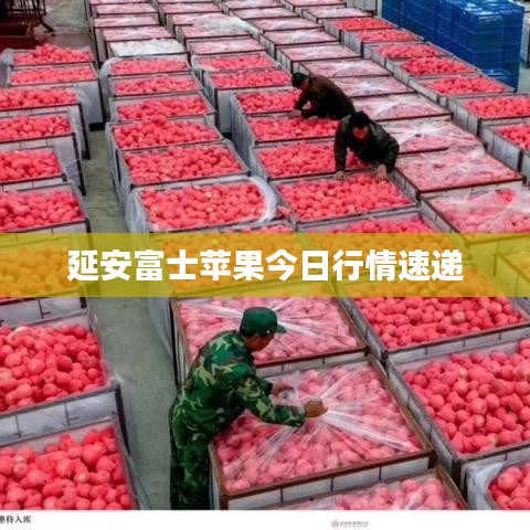 延安富士苹果今日行情速递