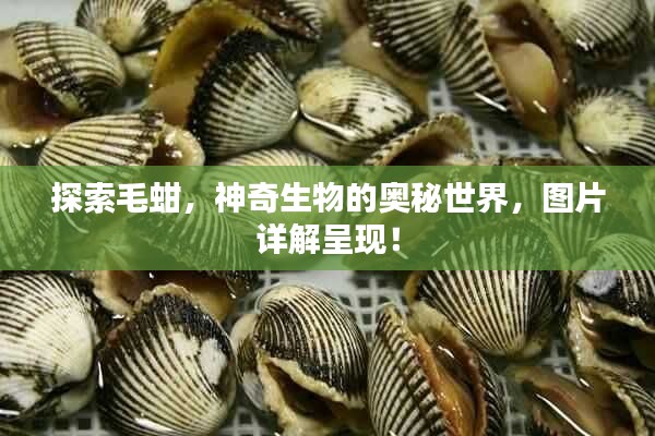 探索毛蚶，神奇生物的奥秘世界，图片详解呈现！