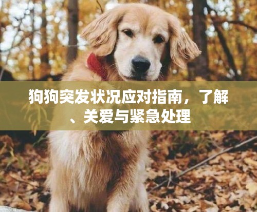 狗狗突发状况应对指南，了解、关爱与紧急处理